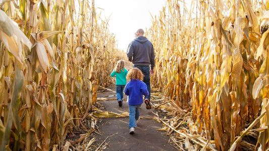 Father and Kids Walking in a Corn Maze