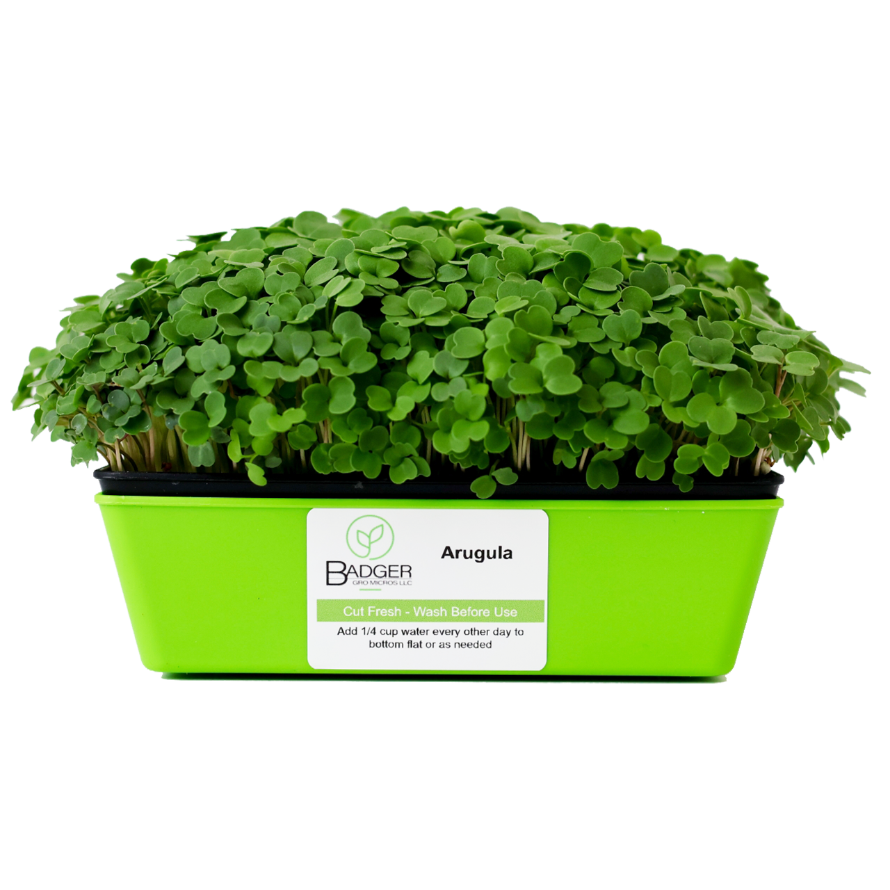 Arugula Microgreens