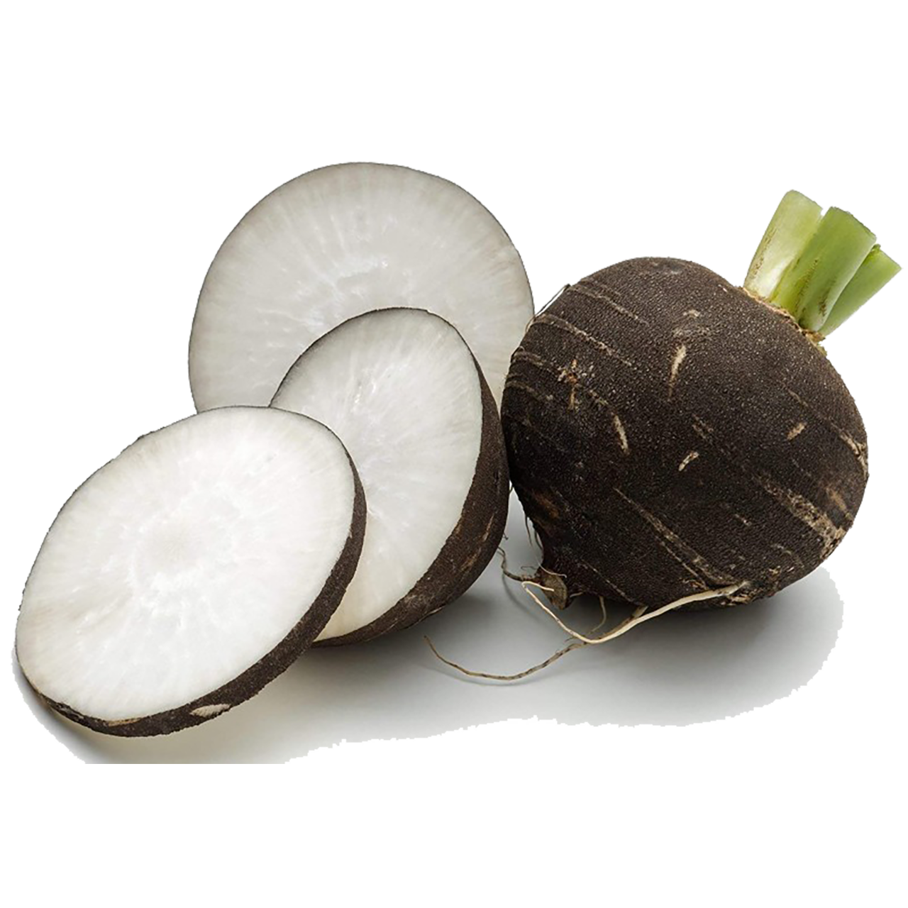 Black Spanish Radishes - Organic