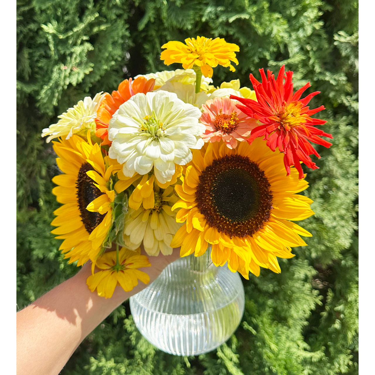 Fresh Cut Flowers