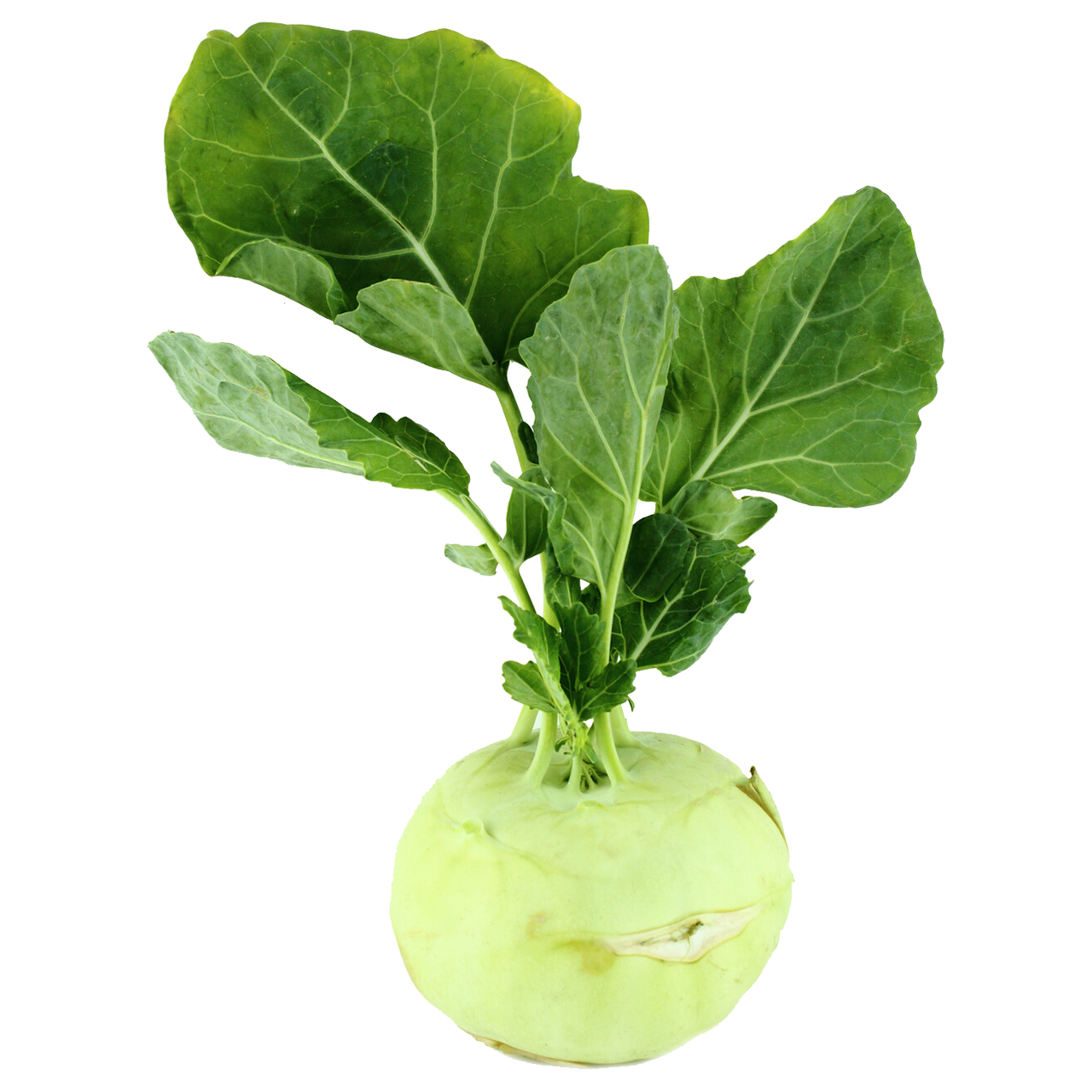 Green Kohlrabi - Chemical Free