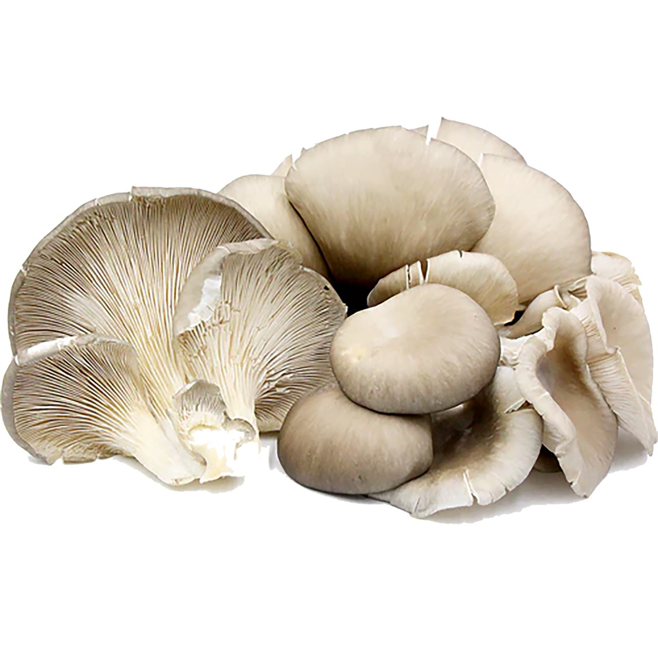 Grey Oyster Mushrooms