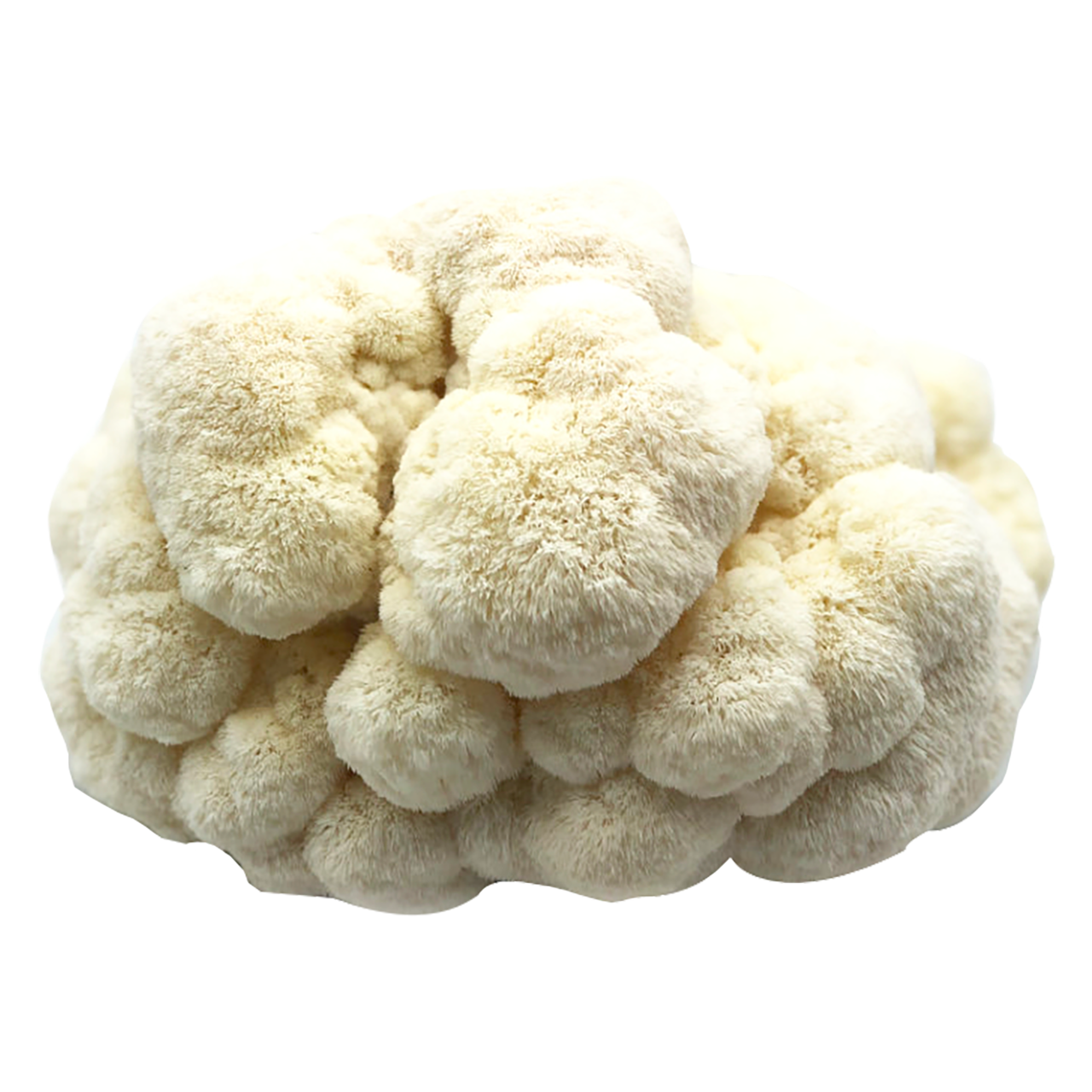 Lions Mane Mushrooms