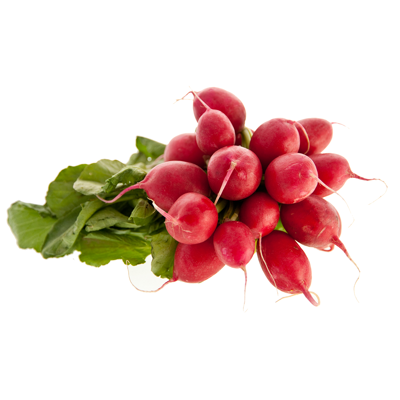 Radishes - Organic