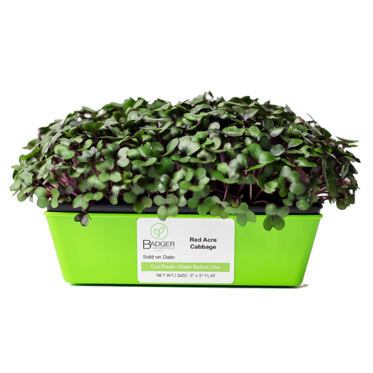 Red Acre Cabbage Microgreens
