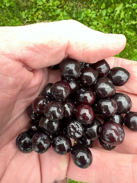Aronia Berries - Fresh 1#