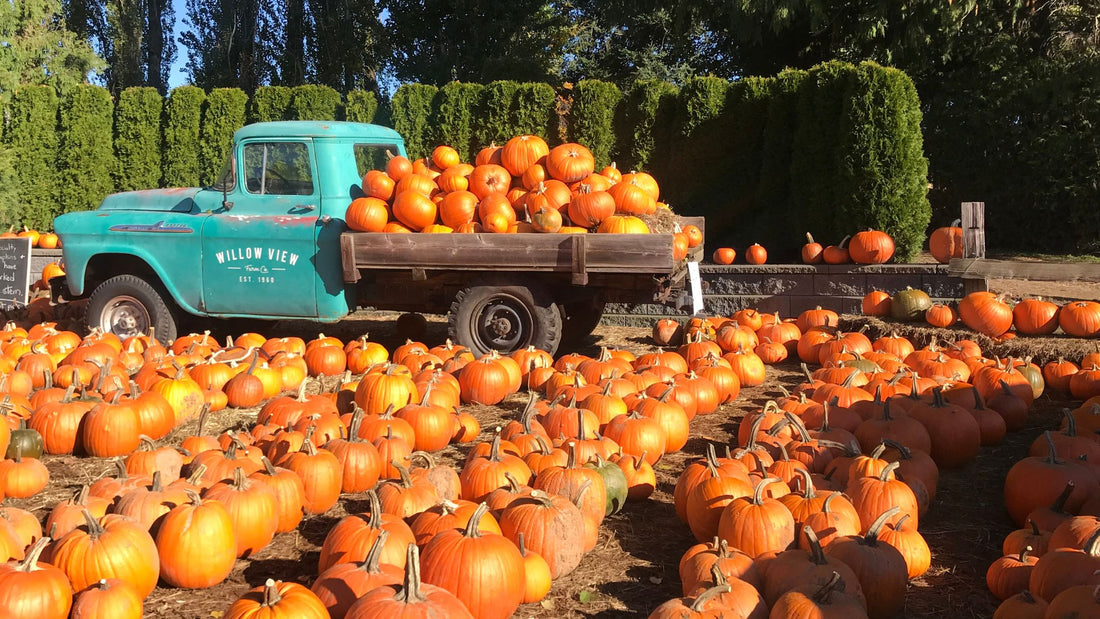 Truck Loaded with Pumpkins in a Pumpkin Patch