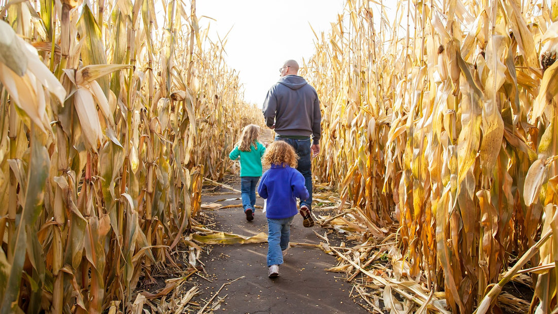 Father and Kids Walking in a Corn Maze