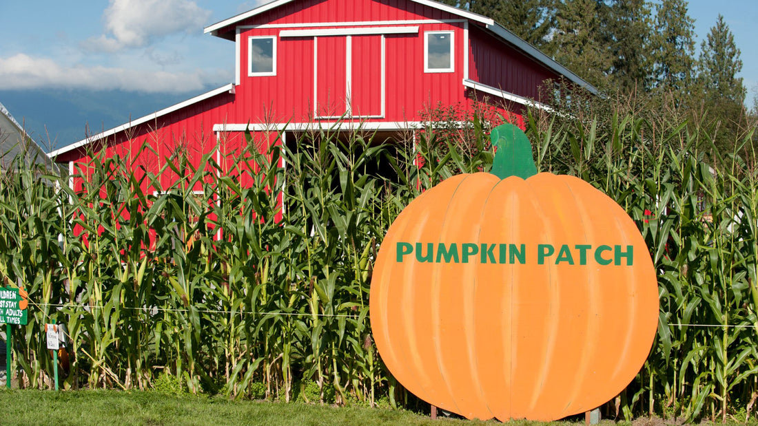 Red Bard, Corn Field and Orange Pumpkin Patch Sign