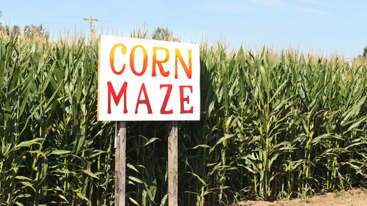 Corn Maze Sign in Front of Field of Corn