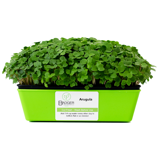 Arugula Microgreens