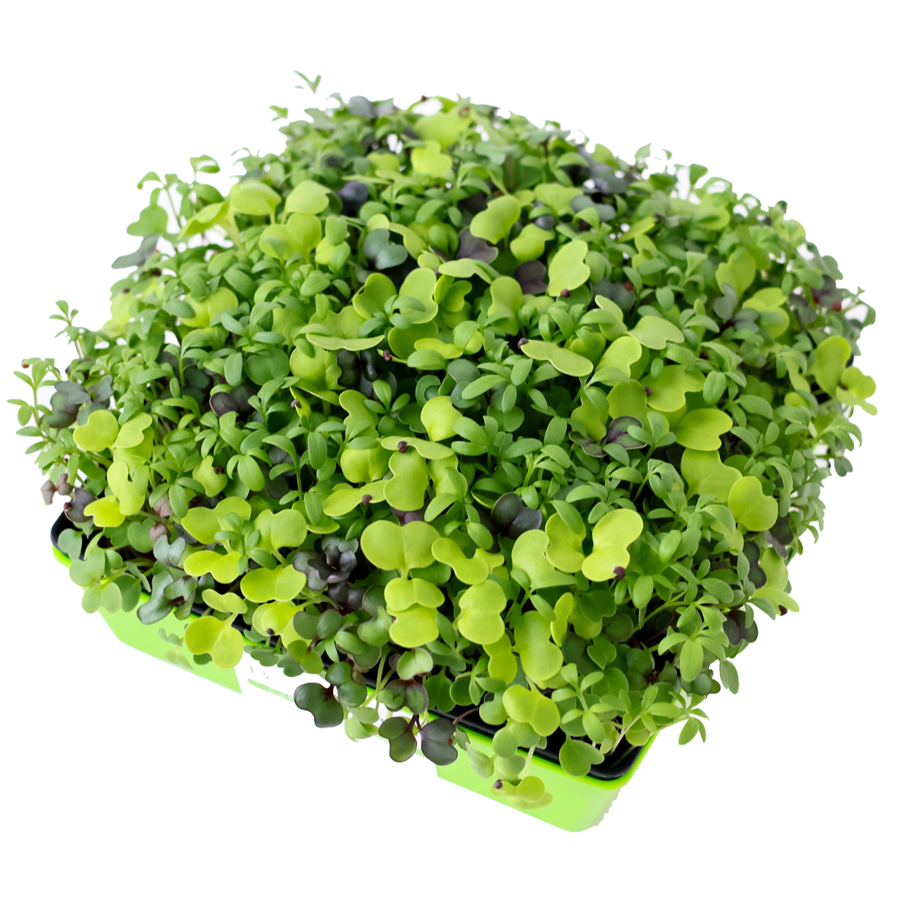 Basic Blend Microgreens