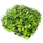 Basic Blend Microgreens