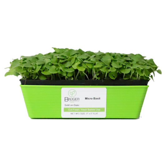 Basil Microgreens