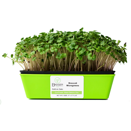 Broccoli Microgreens