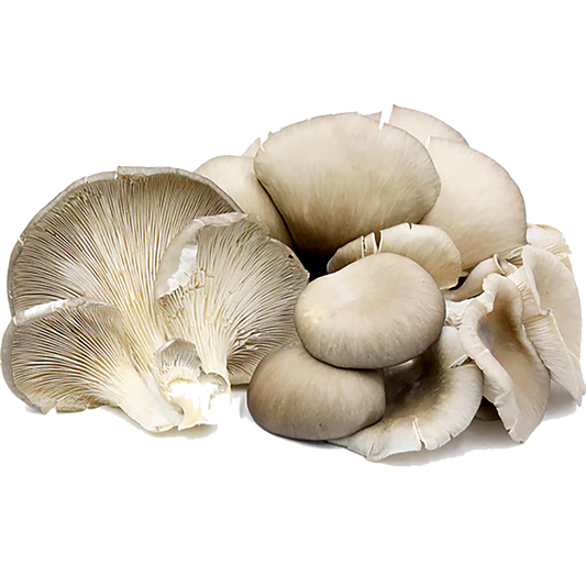 Grey Oyster Mushrooms