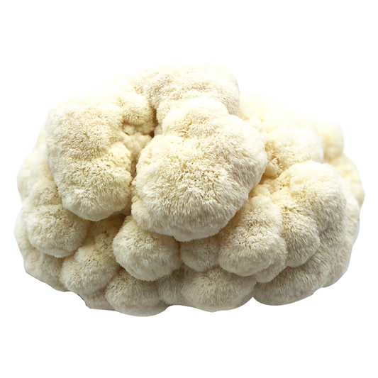 Lions Mane Mushrooms