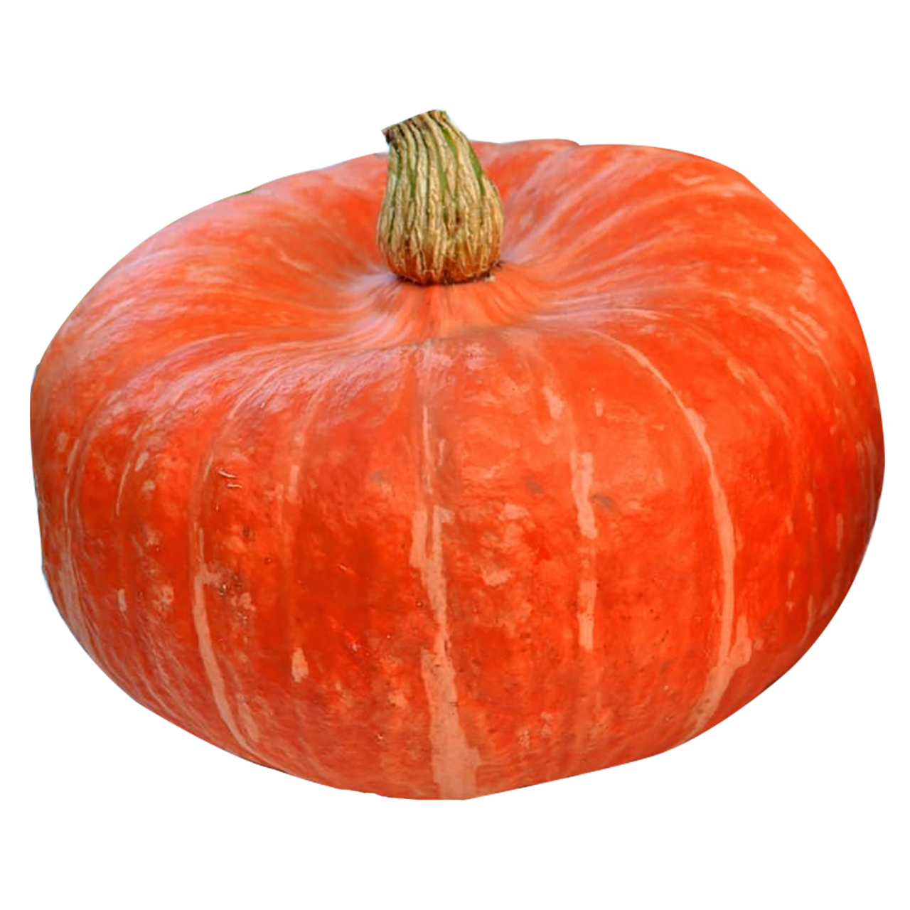 Maregold Squash - Organic