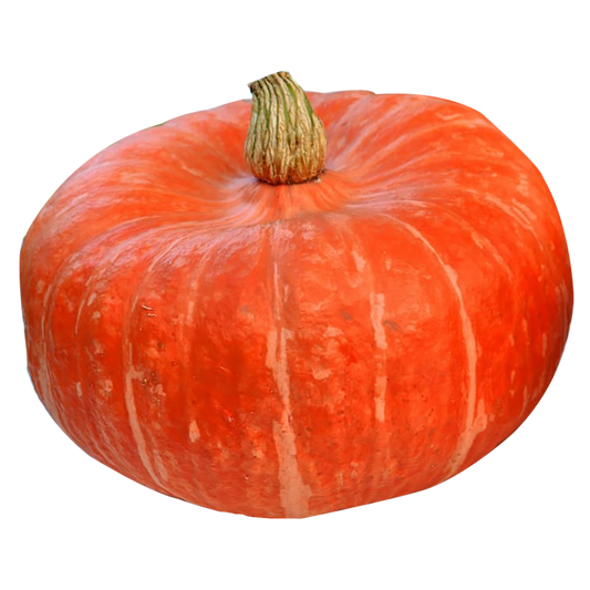 Maregold Squash - Organic