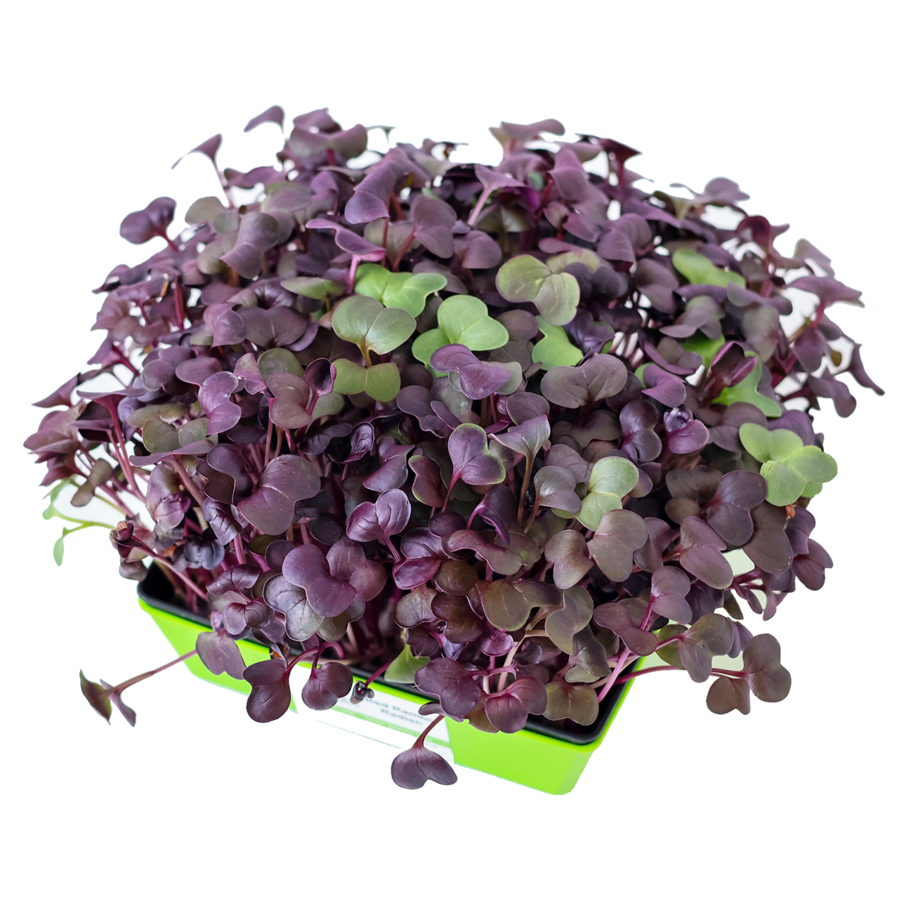 Red Rambo Radish Microgreens