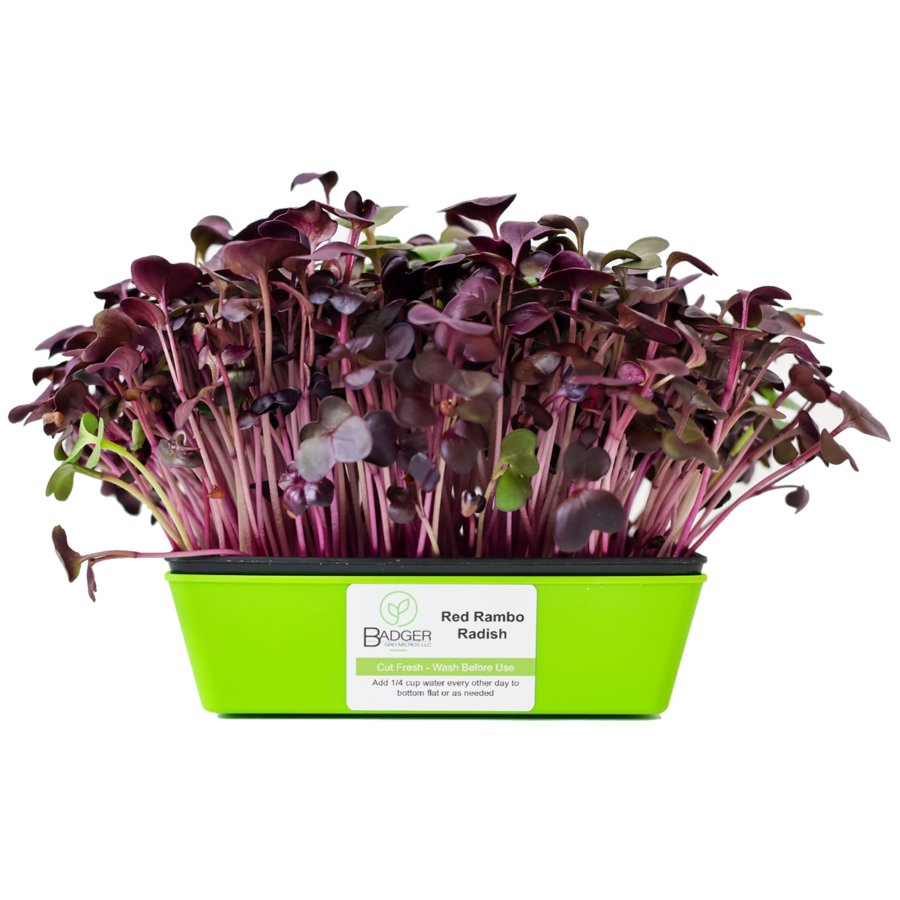 Red Rambo Radish Microgreens