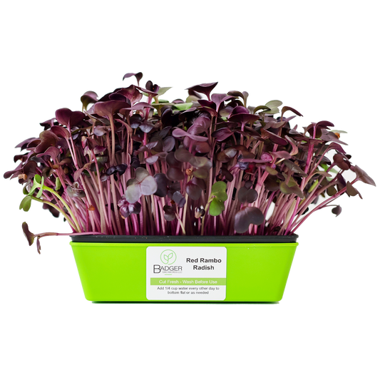 Red Rambo Radish Microgreens