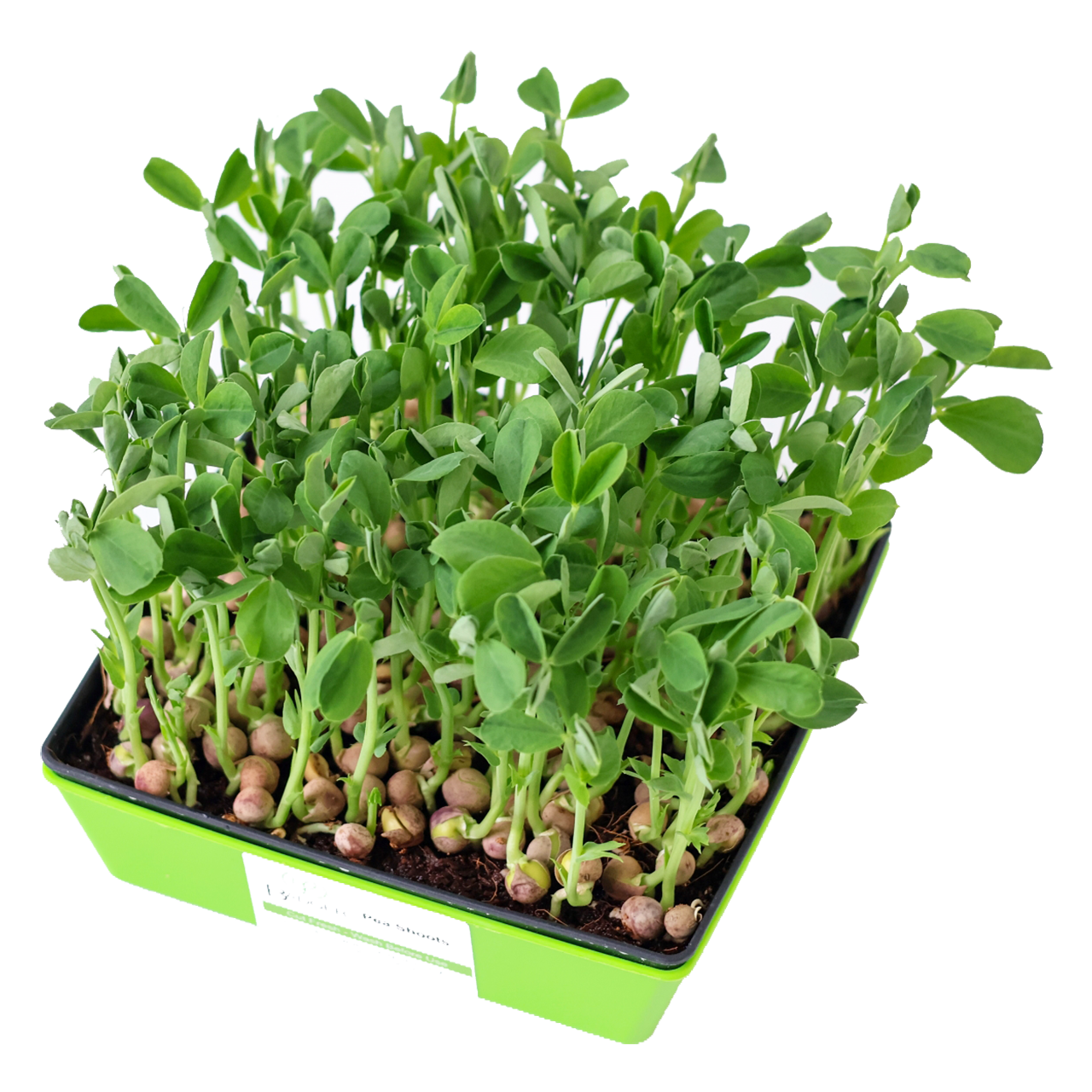 Speckled Pea Shoots Microgreens