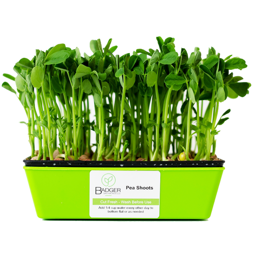 Speckled Pea Shoots Microgreens