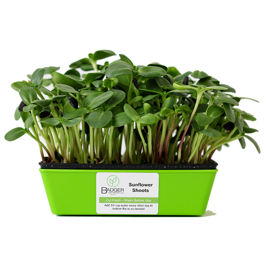 Sunflower Shoots Microgreens