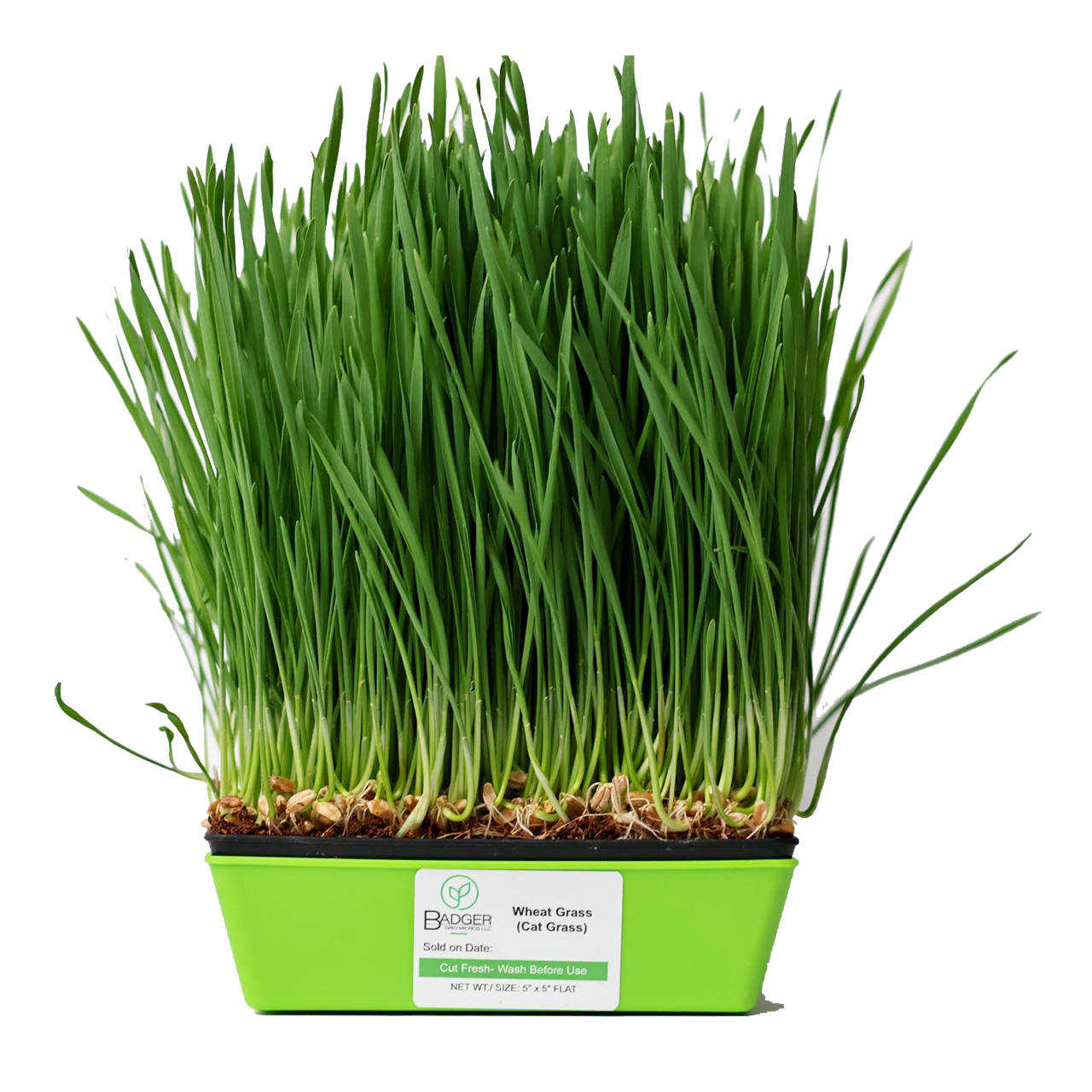 Wheat Grass (AKA Cat Grass) Microgreens FarmFreshXpress Local Food