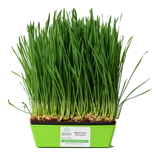 Wheat Grass (AKA Cat Grass) Microgreens