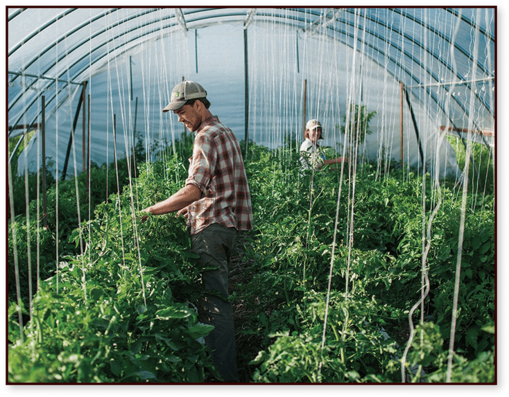 Wisconsin Farming tending to organic produce